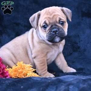 Princess, Miniature Bulldog Puppy